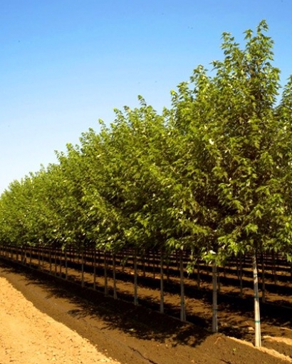 Baxter Wholesale Nursery | Idaho Grown Specimen Shade and Ornamental Trees